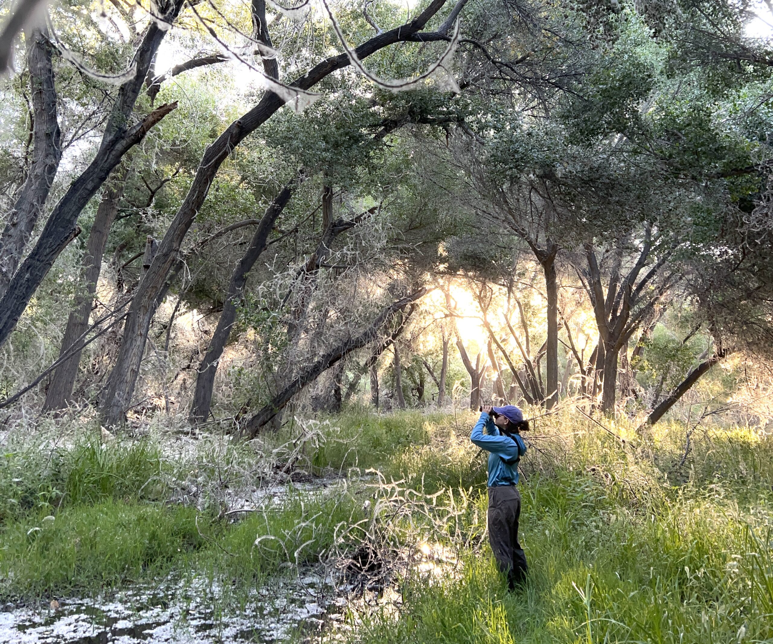 Update three: Birdsong and Backroads